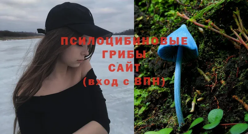 Псилоцибиновые грибы Psilocybe Анжеро-Судженск